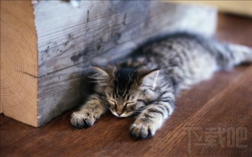 Sleepy Kittens,Sleepy Kittens下载,Sleepy Kittens官方下载